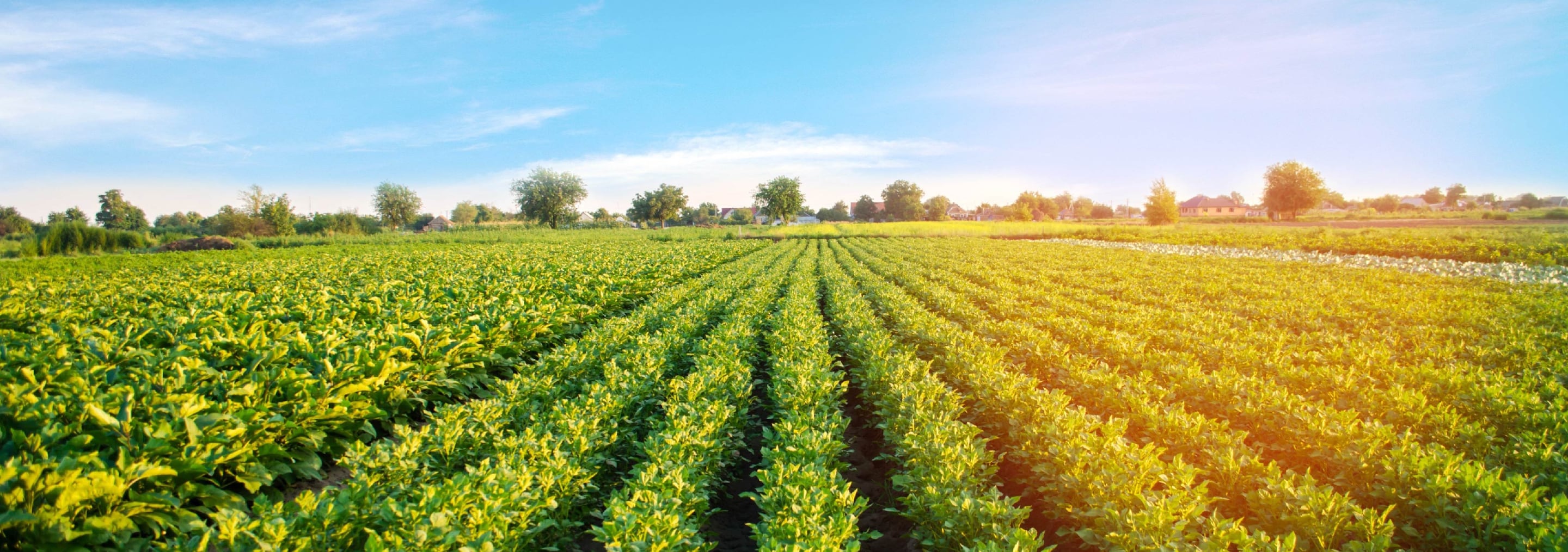 ASEAN Webinar: Growing a food-secure future