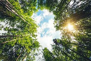 Bäume die zum Himmel ragen