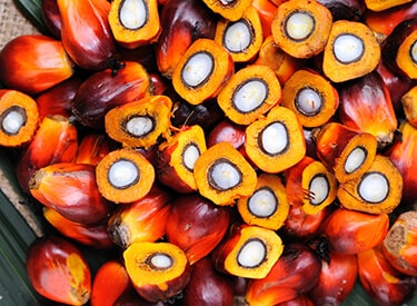 Palm oil seeds