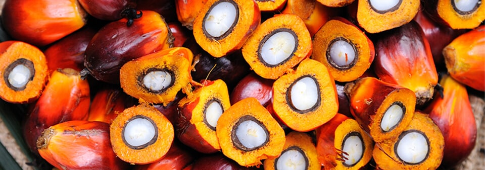 Palm oil seeds