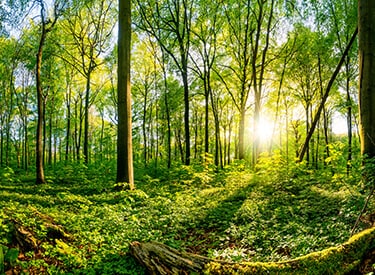 Sunset in forest