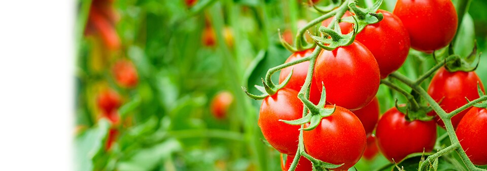 Red tomatoes