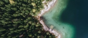 Aerial view of sea and trees