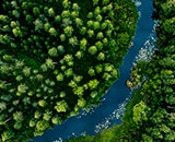 Forest with a river running through it