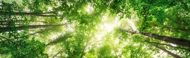 Trees in forest with sunlight shining through