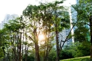 Trees in front of office building