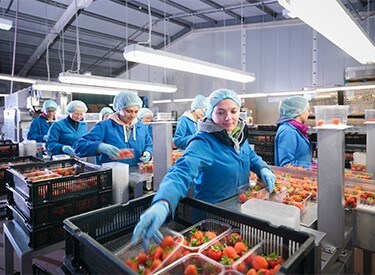 food industry standard banner