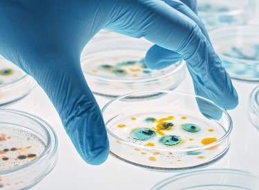 Explore nuestro folleto sobre microbiología