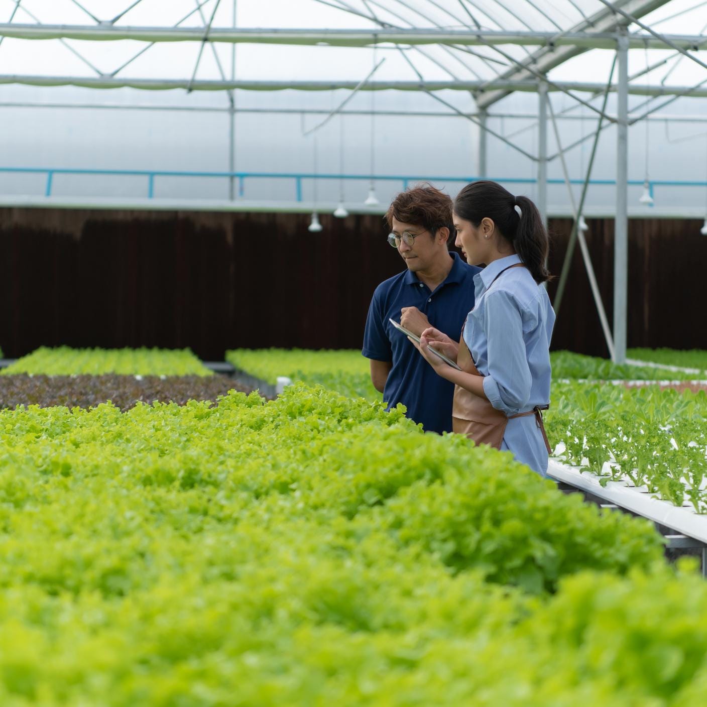 Consultant gives advice to owner of the organic vegetable farm