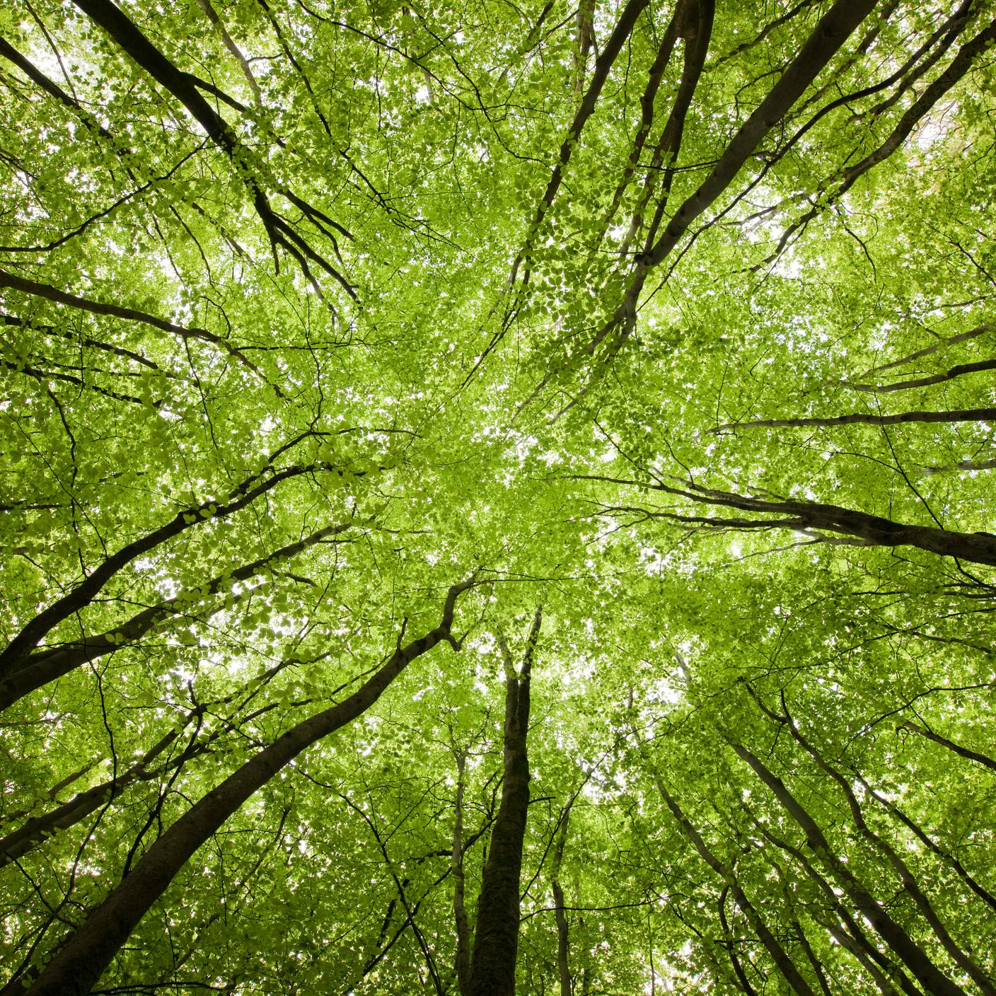 Upward viewpoint inside a forest