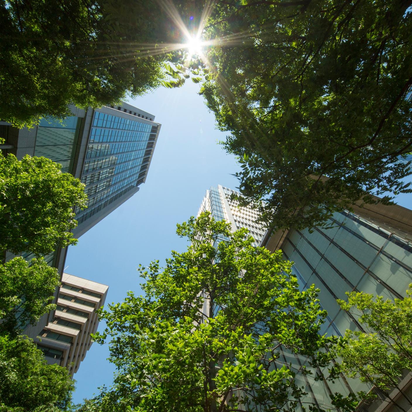 Buildings and trees