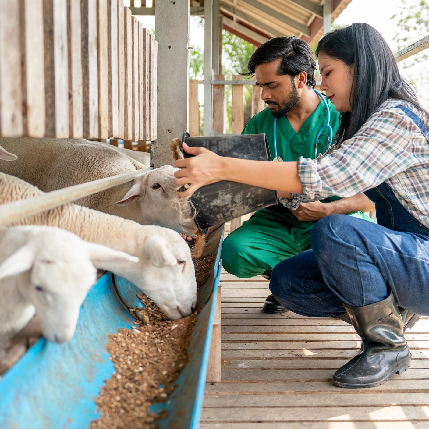 A woman and a man feeding animals