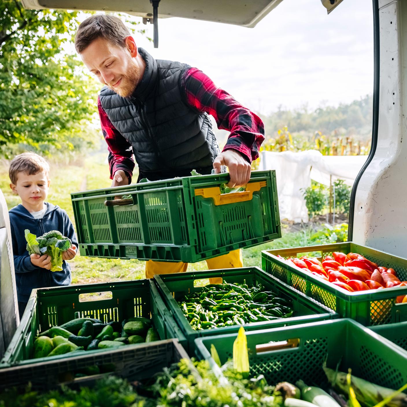 A father and a young son loading vegetables crates in a van.