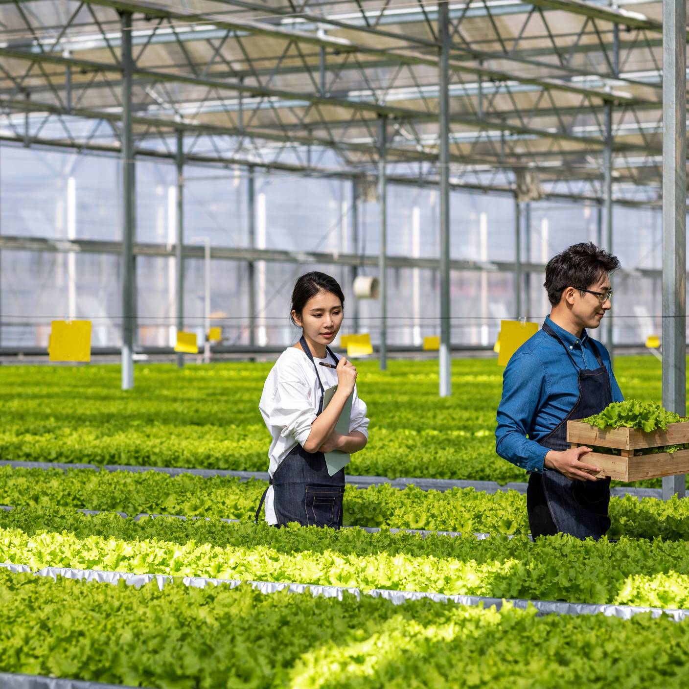 Farmers are picking green vegetables in the greenhouse