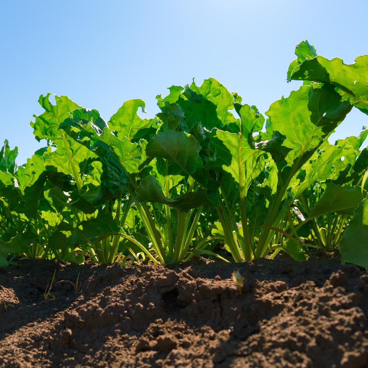 Sugar beet plants rows. Worm's view