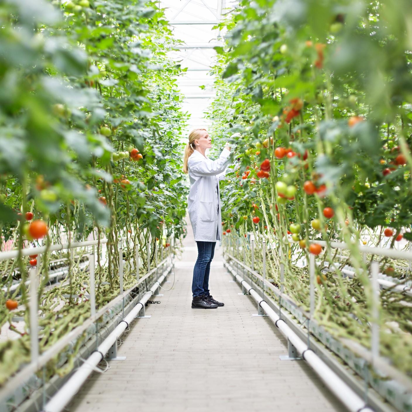 Food scientist inspecting tomatoes on plants in greenhouse