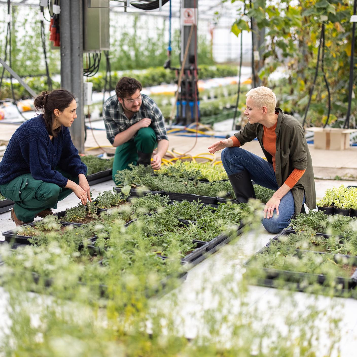 Group of workers working on plants and discussing. Greenhouse manager discussing daily tasks with workers.