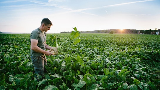 farmer, sugar beet, field, rural, harvesting, europe, Renewable resource